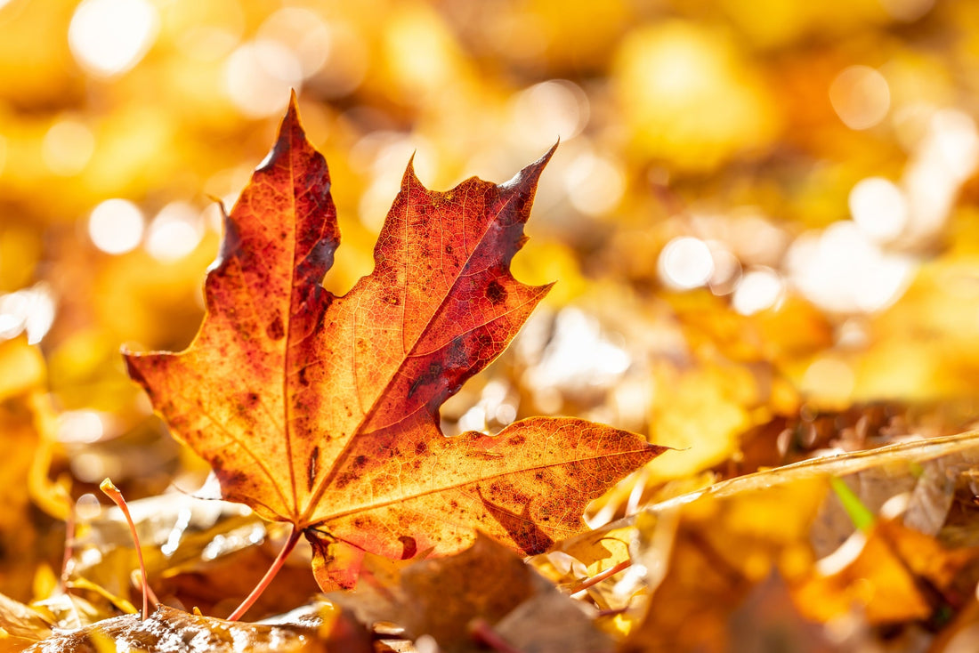 Autumn Furniture Trends to Transform
